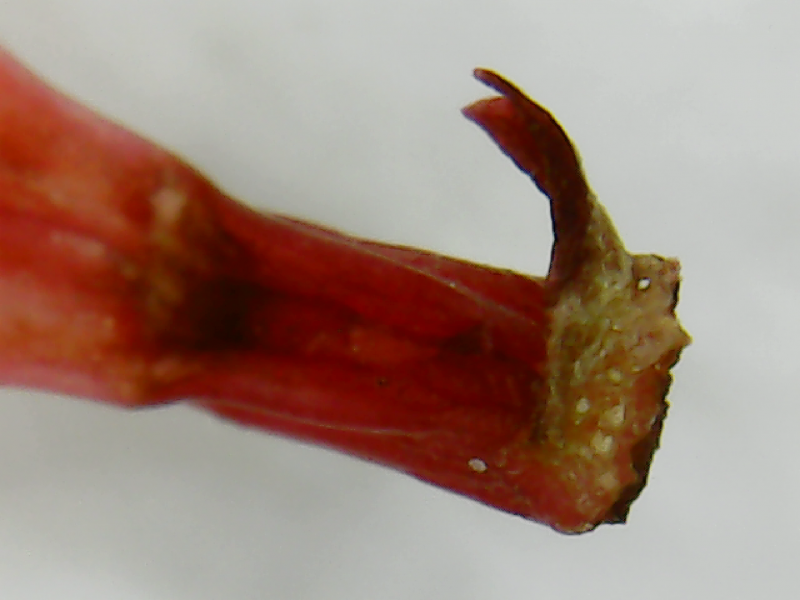 Jiusion DigitalMikroskop im Test Android