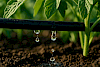 Tropfbewässerung in Perfektion: Wassertropfen fallen präzise und sparsam direkt an die Pflanzenwurzeln – so funktioniert effiziente Gartenbewässerung ohne Verschwendung.